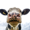 What’s the deal with dairy?